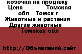 козочка на продажу › Цена ­ 6 000 - Томская обл., Томск г. Животные и растения » Другие животные   . Томская обл.